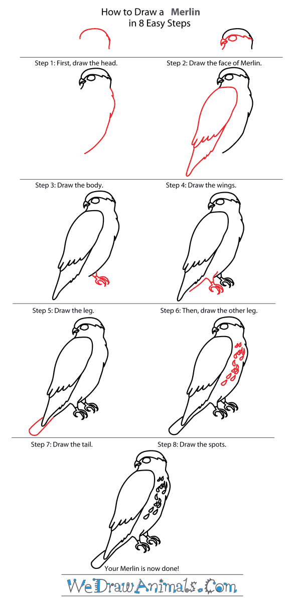 How to Draw a Merlin - Step-By-Step Tutorial