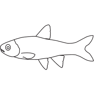 How To Draw a Minnow - Step-By-Step Tutorial