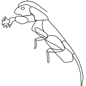 How To Draw a Mole Cricket - Step-By-Step Tutorial