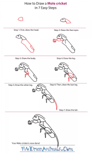 How to Draw a Mole Cricket