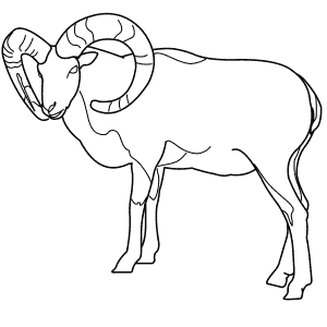 How To Draw a Mouflon - Step-By-Step Tutorial