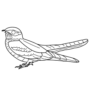 How To Draw a Nightjar - Step-By-Step Tutorial