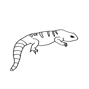 How To Draw an Ocellated Spinytail - Step-By-Step Tutorial
