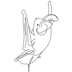 How To Draw an Old World Sucker-Footed Bat - Step-By-Step Tutorial