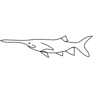 How To Draw a Paddlefish - Step-By-Step Tutorial