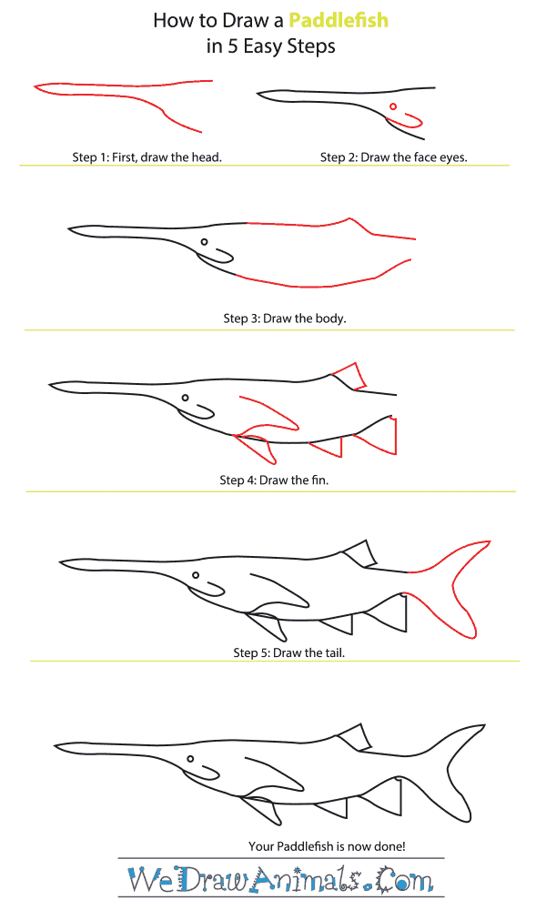How to Draw a Paddlefish - Step-By-Step Tutorial