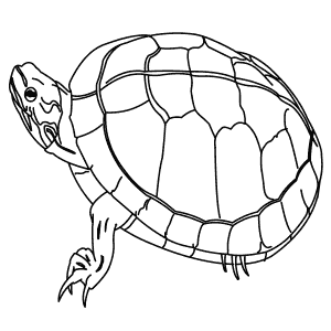 How To Draw a Painted Turtle - Step-By-Step Tutorial