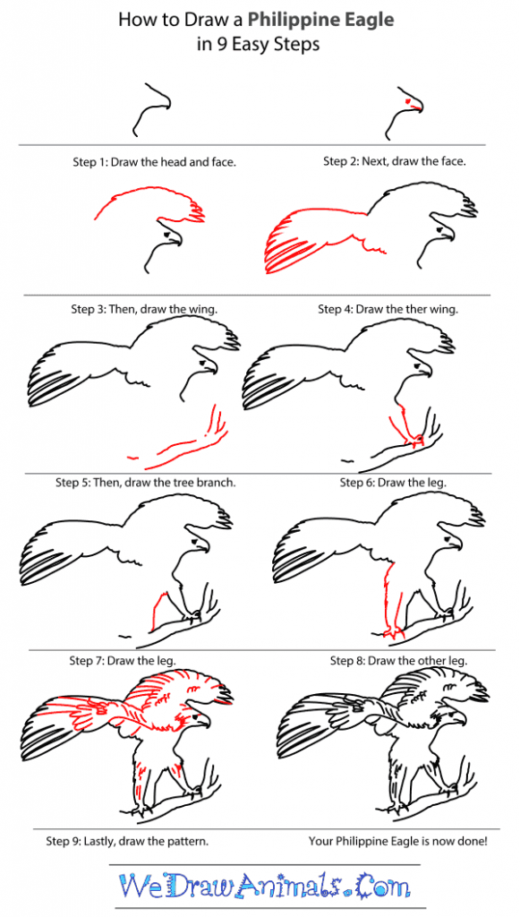 How to Draw a Philippine Eagle