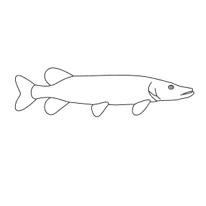 How To Draw a Pike - Step-By-Step Tutorial