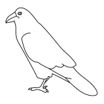 How to Draw a Raven