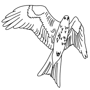 How To Draw a Red Kite - Step-By-Step Tutorial
