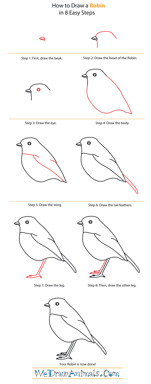 How to Draw a Robin - Step-By-Step Tutorial