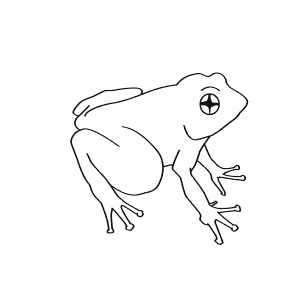 How To Draw a Roseâ€™S Mountain Toad - Step-By-Step Tutorial