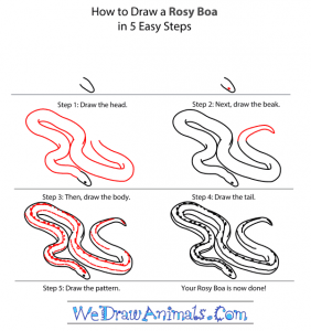 how to draw a python Images High Quality Grahic How to Draw a Rosy Boa