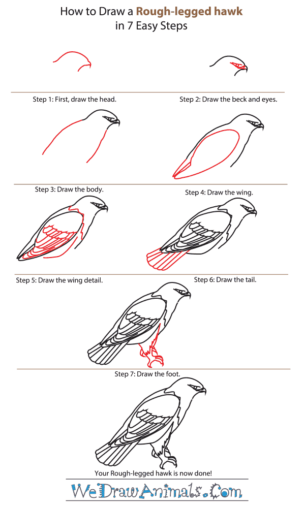 How to Draw a Rough-Legged Hawk - Step-by-Step Tutorial