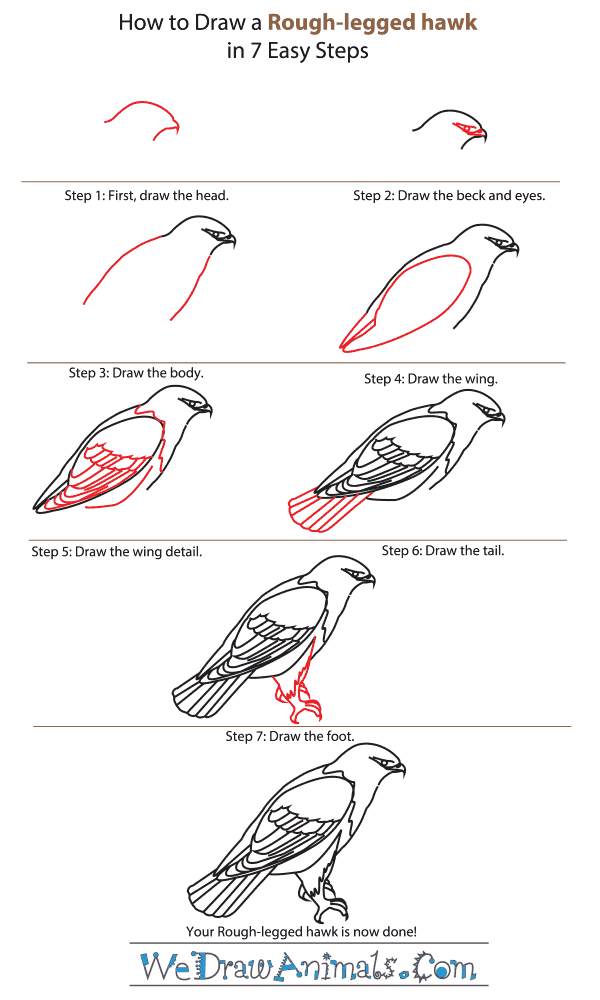 How to Draw a Rough-Legged Hawk