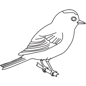 How To Draw a Ruby-Crowned Kinglet - Step-By-Step Tutorial