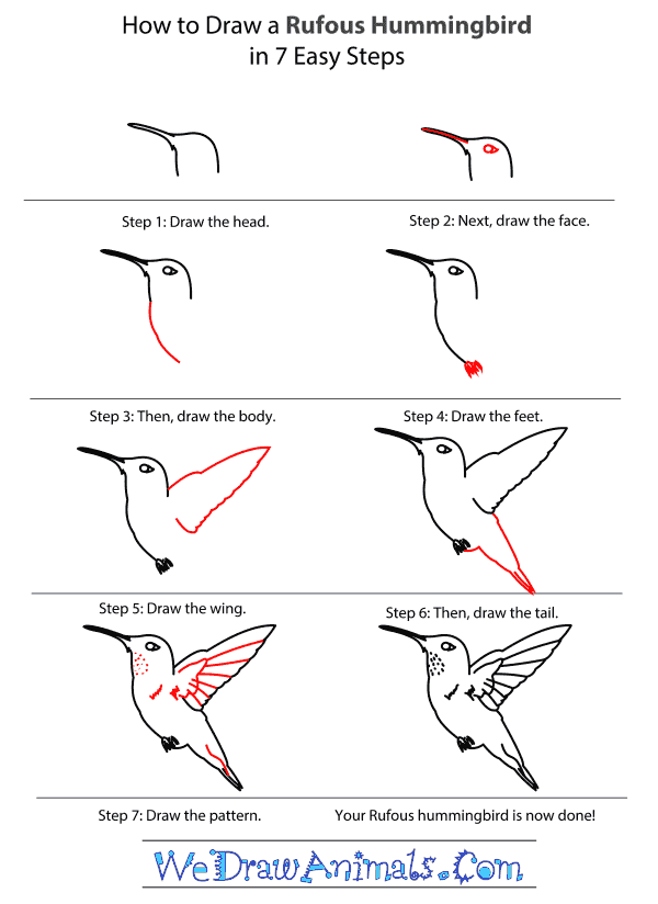 How to Draw a Rufous Hummingbird - Step-by-Step Tutorial