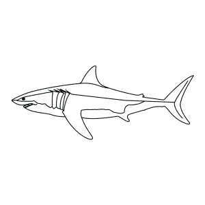 How To Draw a Salmon Shark - Step-By-Step Tutorial