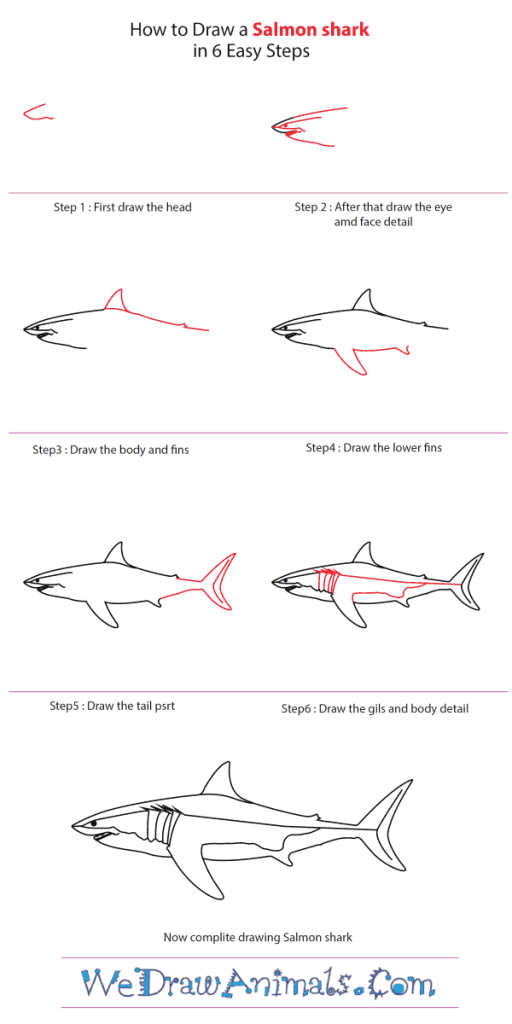 How to Draw a Salmon Shark