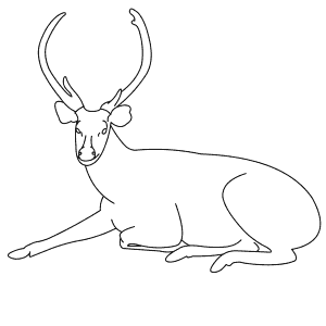 How To Draw a Sambar - Step-By-Step Tutorial