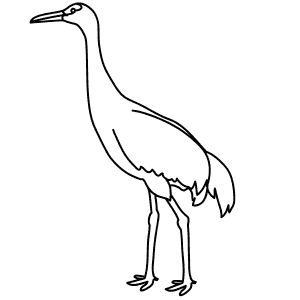 How To Draw a Sandhill Crane - Step-By-Step Tutorial