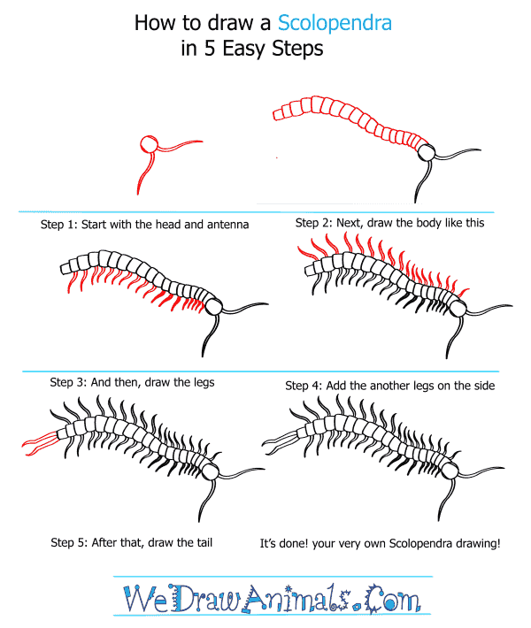 How to Draw a Scolopendra - Step-by-Step Tutorial