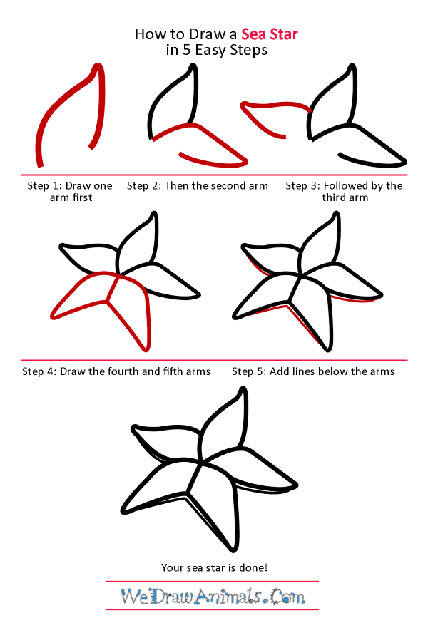 How to Draw a Sea Star - Step-by-Step Tutorial