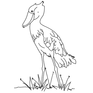 How To Draw a Shoebill - Step-By-Step Tutorial