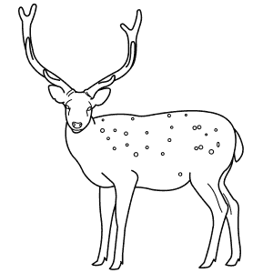 How To Draw a Sika Deer - Step-By-Step Tutorial