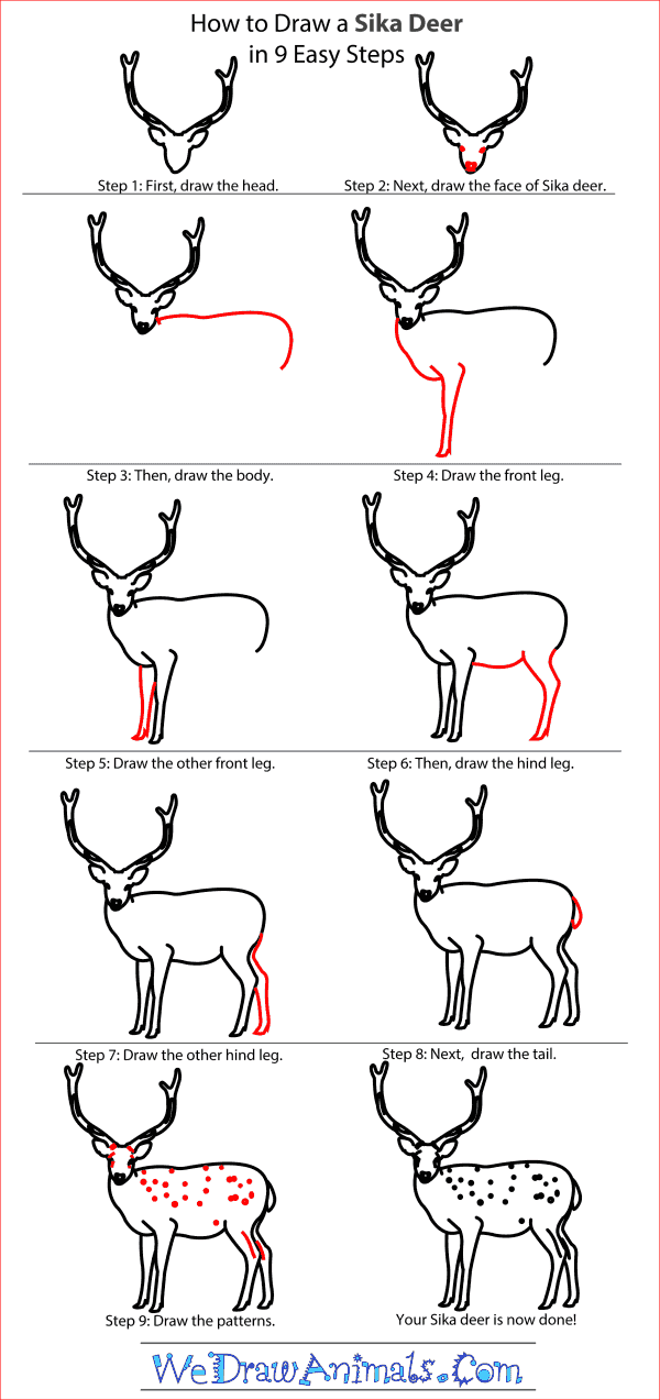 How to Draw a Sika Deer