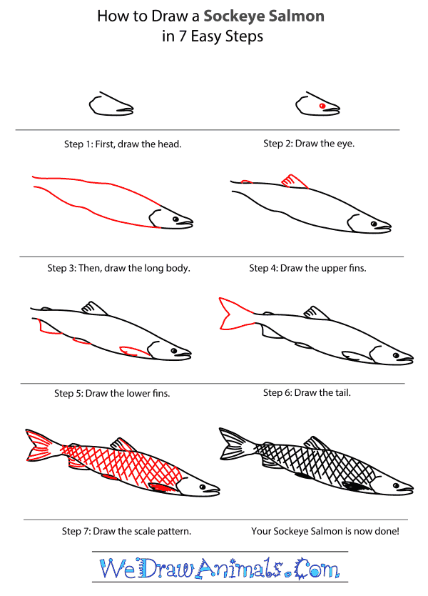 Top How To Draw A Sockeye Salmon  The ultimate guide 