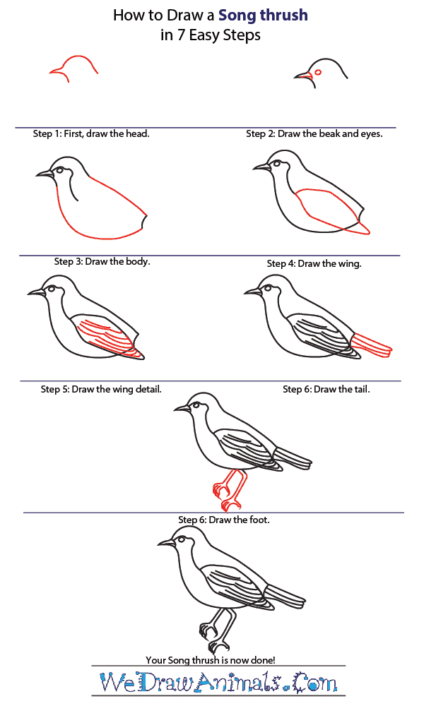 How to Draw a Song Thrush - Step-by-Step Tutorial