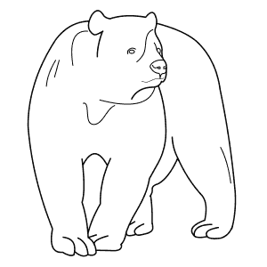 How To Draw a Spectacled Bear - Step-By-Step Tutorial