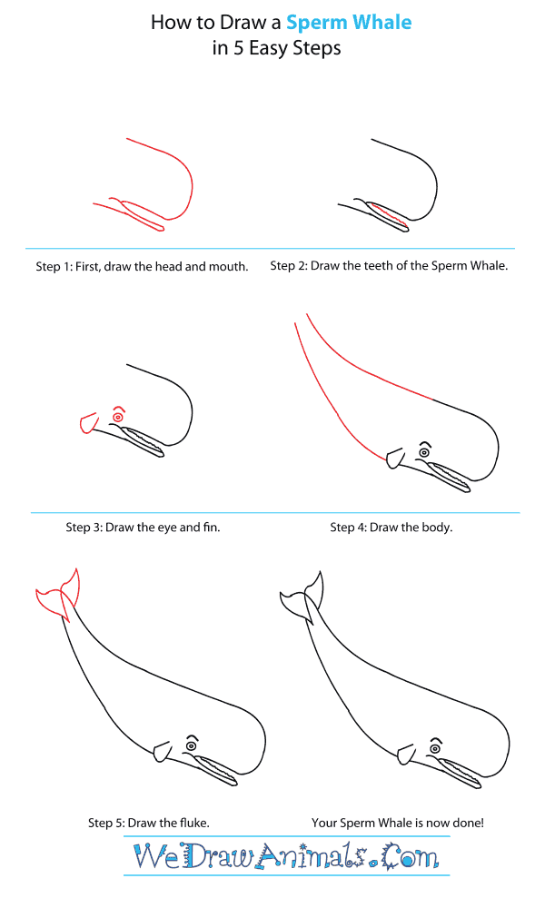 How to Draw a Sperm Whale - Step-By-Step Tutorial