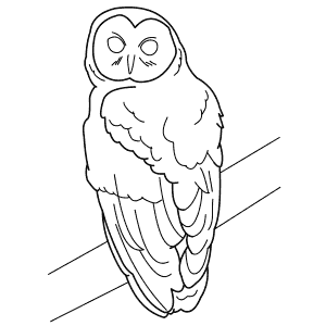 How To Draw a Spotted Owl - Step-By-Step Tutorial