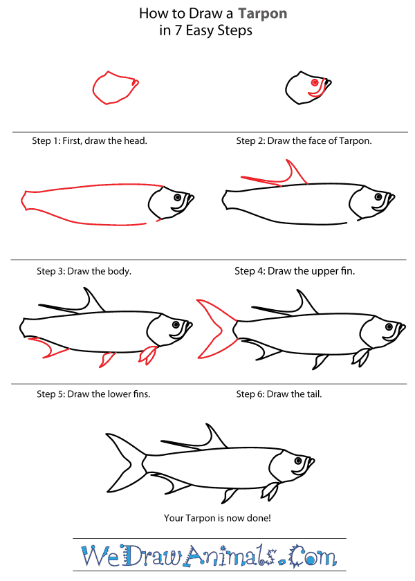 How to Draw a Tarpon - Step-By-Step Tutorial