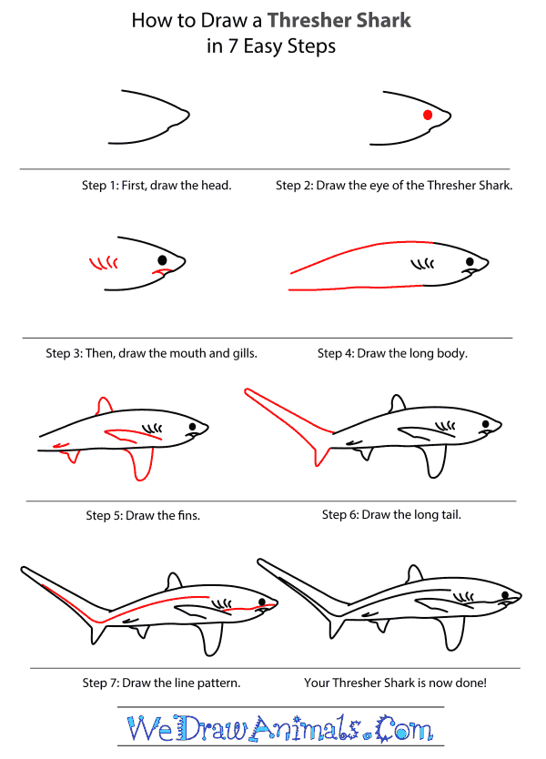 How to Draw a Thresher Shark - Step-By-Step Tutorial