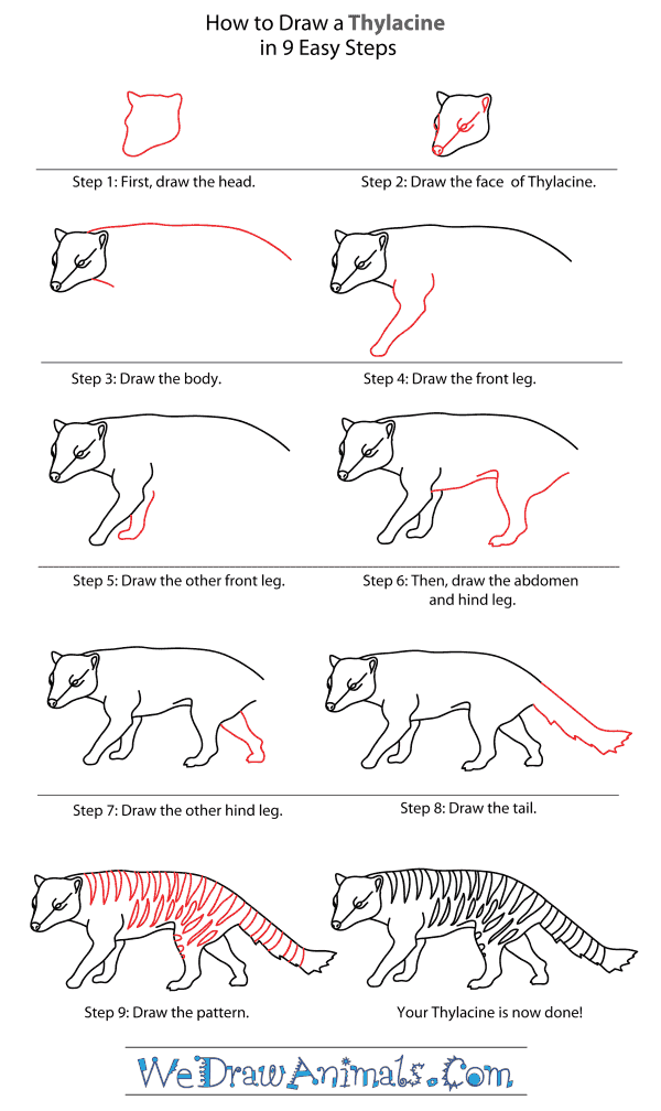 How to Draw a Thylacine - Step-By-Step Tutorial