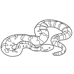 How To Draw a Timber Rattlesnake - Step-By-Step Tutorial