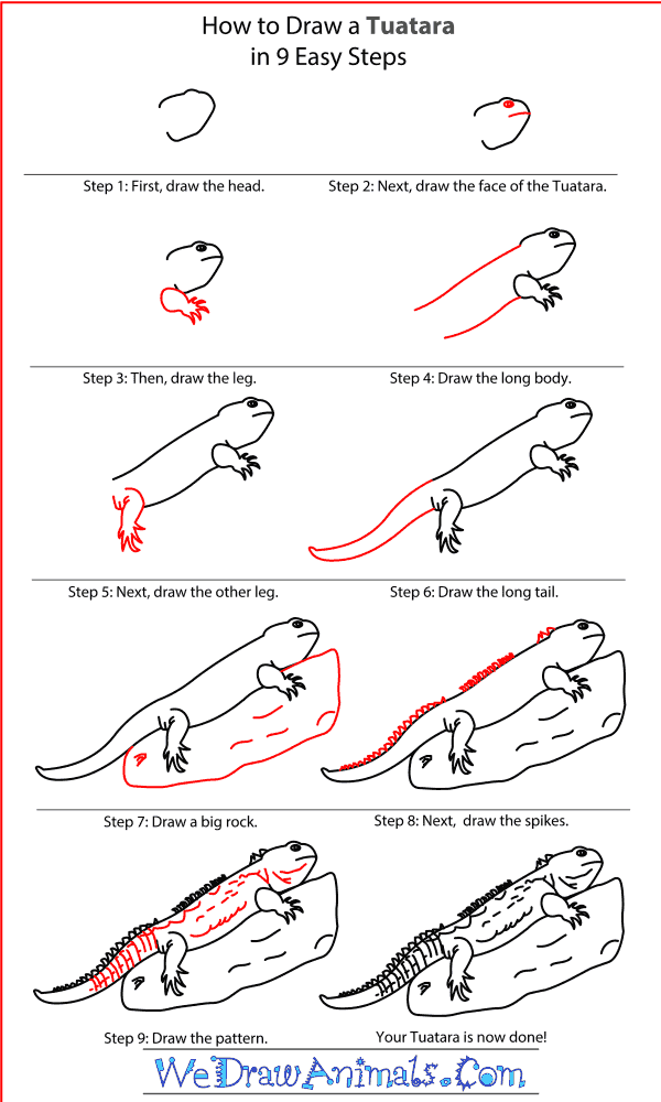 How to Draw a Tuatara - Step-By-Step Tutorial