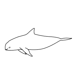 How To Draw a Vaquita - Step-By-Step Tutorial