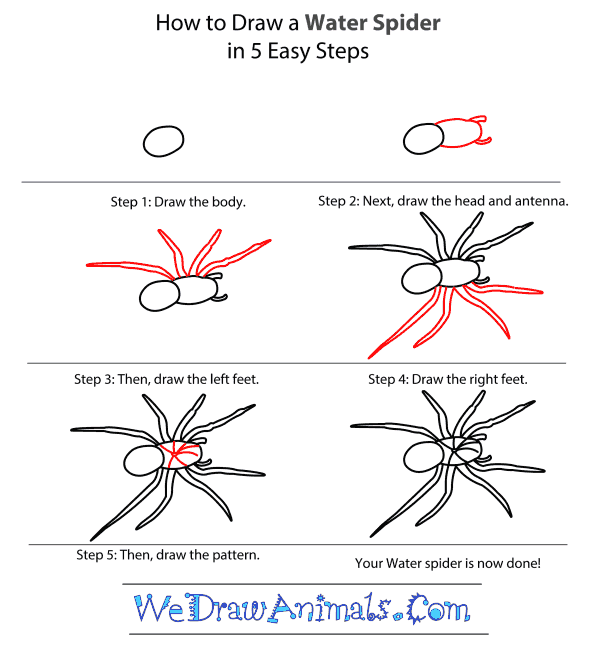 How to Draw a Water Spider - Step-by-Step Tutorial