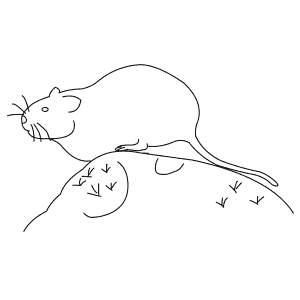 How To Draw a Water Vole - Step-By-Step Tutorial