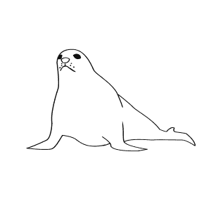 How To Draw a Weddell Seal - Step-By-Step Tutorial