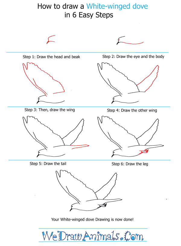 How to Draw a White-Winged Dove - Step-by-Step Tutorial
