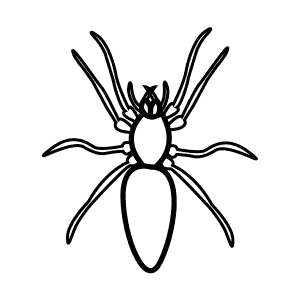 How To Draw a Woodlouse Spider - Step-By-Step Tutorial