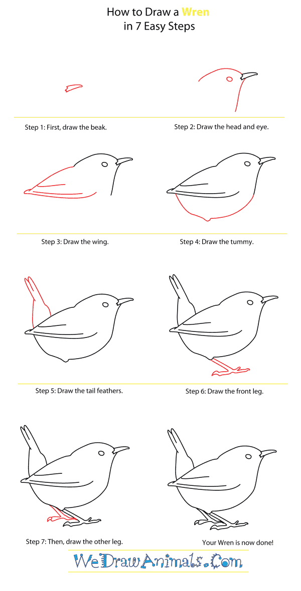 How to Draw a Wren