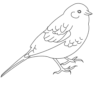 How To Draw a Yellowhammer - Step-By-Step Tutorial
