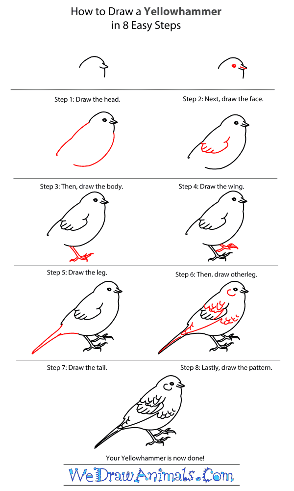 How to Draw a Yellowhammer - Step-by-Step Tutorial